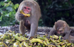 Crop raiding monkeys force people to migrate 